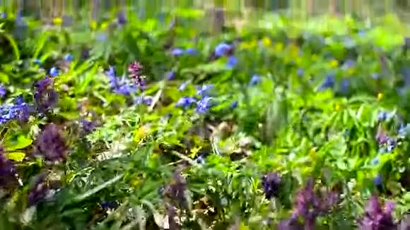林中的花紫堇春天在森林的一片空地上开着五颜六色的花视频的预览图