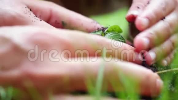 种植育苗收拢妇女孩子的双手将土地上的有机土壤放在一块模糊的土地上视频的预览图