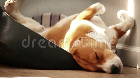小猎犬躺在背上姿势滑稽视频的预览图