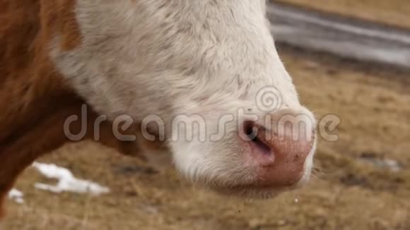 牛头的特写咀嚼青草农场里的牛4K视频的预览图