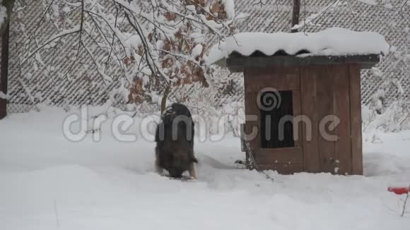 狗狗在狗舍附近的雪地里吃链状食物视频的预览图