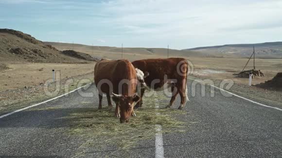 野山草原沥青路上的牛牲畜视频的预览图