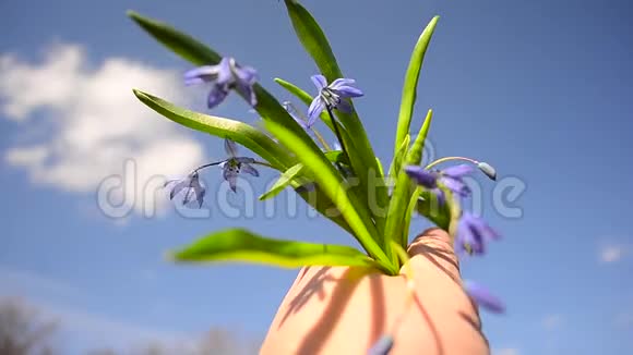 春天的花朵蓝铃男握在手里一朵美丽的蓝色紫苏花在蓝蓝的天空背景上视频的预览图