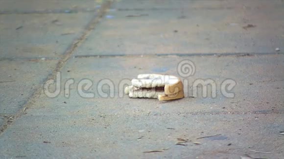 地板上的麻雀鸟猫巧克力三明治视频的预览图