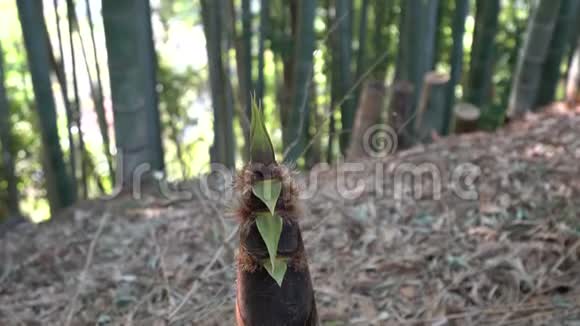 竹笋或竹芽或竹林视频的预览图