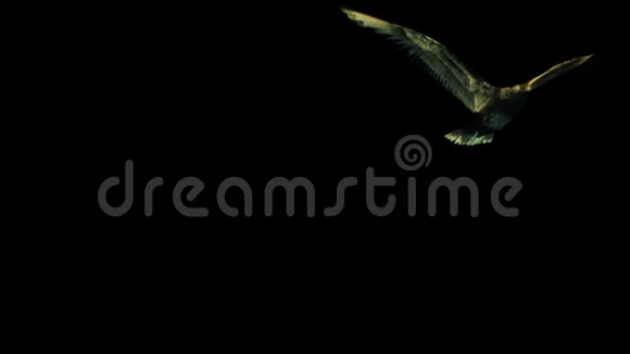 美丽的海鸥缓慢地飞向相机芥末的天空视频的预览图