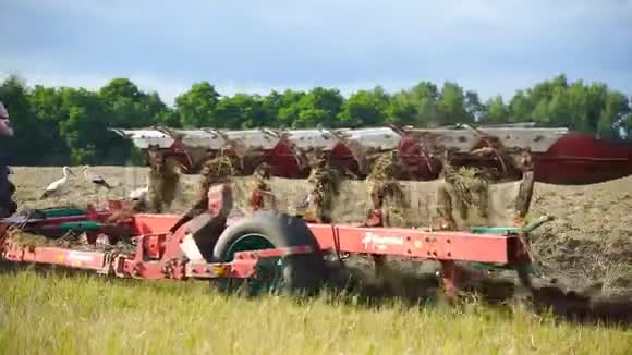 拖拉机犁出被鹳包围的土地视频的预览图