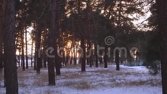 冬天的风景森林里的雪冬天森林里的日落太阳照亮了松枝视频的预览图