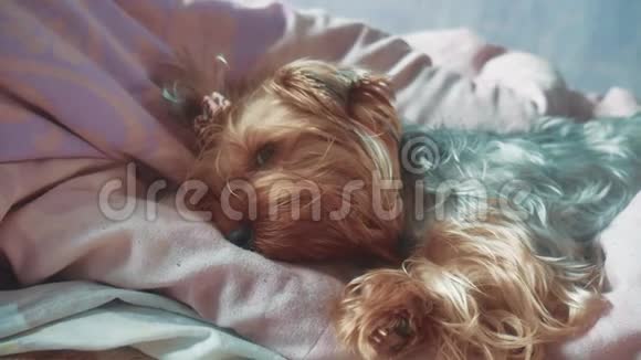 悲伤的约克郡猎犬躺在床上生病了生活方式宠物生病概念视频的预览图