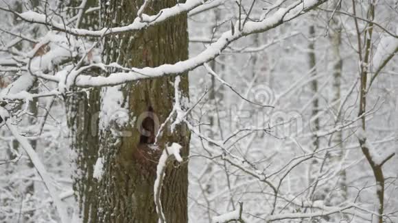 落在森林里的雪在一棵空心树上视频的预览图