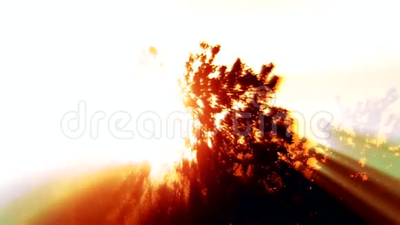 阳光洒在树与光线背景之间视频的预览图