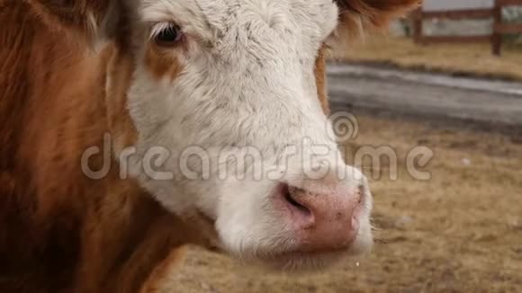 牛头的特写咀嚼青草农场里的牛4K视频的预览图