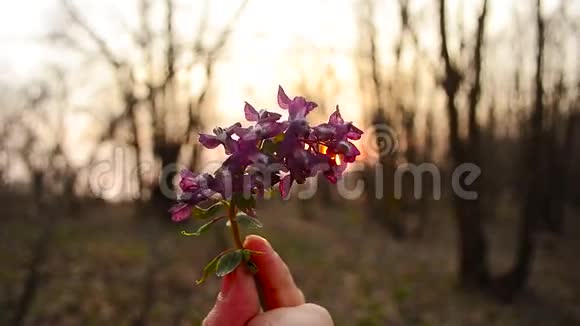女孩手中握着太阳光线照射的紫罗兰花视频的预览图