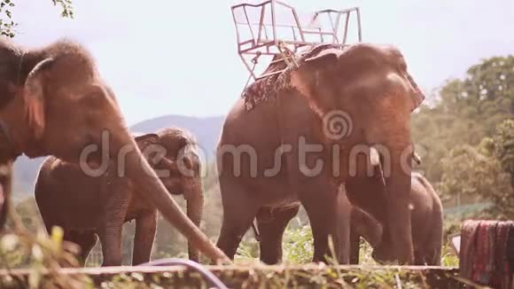 旅游大象站在户外视频的预览图