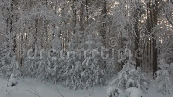 冬季森林树木覆盖着雪天气寒冷视频的预览图