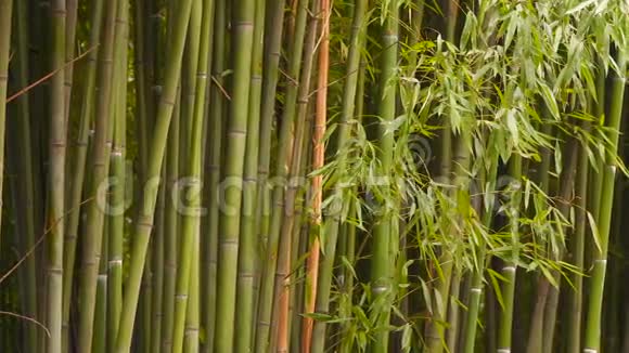 竹树林人们可以看到树干和竹叶视频的预览图