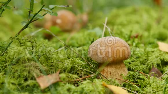 两个蘑菇生长在森林里依杜利什视频的预览图