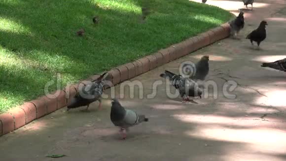 鸽子在公园里吃面包屑视频的预览图