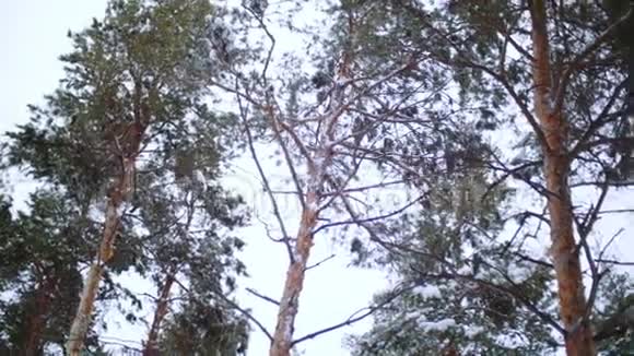 松林冬天视频的预览图