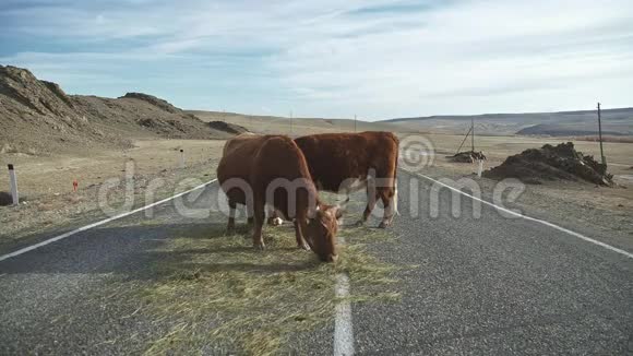 奶牛吃干草站在路上牛牲畜视频的预览图