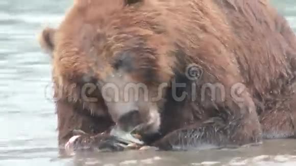 熊吃鱼视频的预览图
