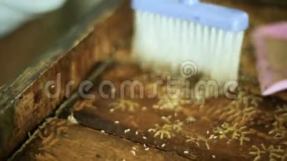 人类养蜂人从蜂箱的木制表面移除蚂蚁幼虫视频的预览图