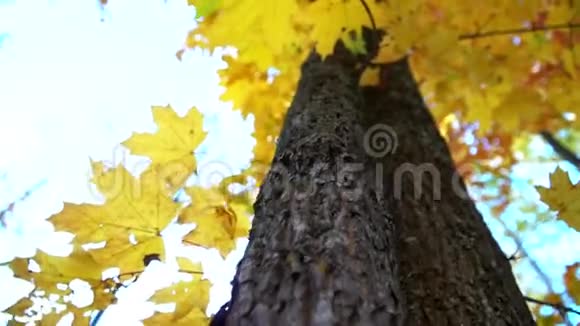 公园里的金仙秋落叶树视频的预览图