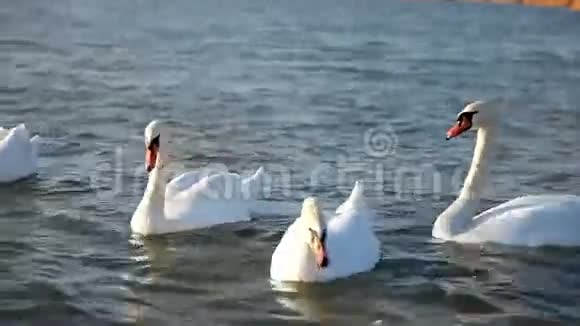 白色天鹅和海鸥视频的预览图