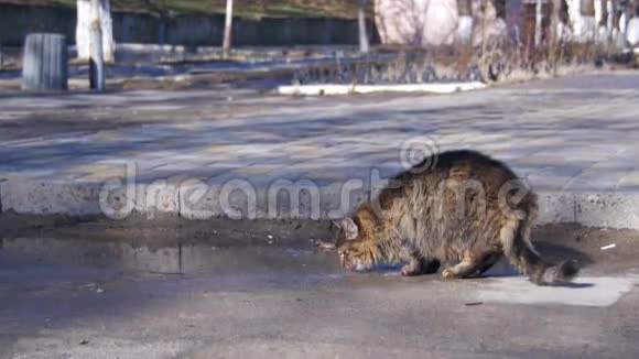 灰猫早春从街上的水坑里喝水视频的预览图