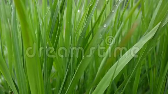 绿草如茵带着水滴宏观美丽的背景春天在风中视频镜头高清鞋式静态相机视频的预览图