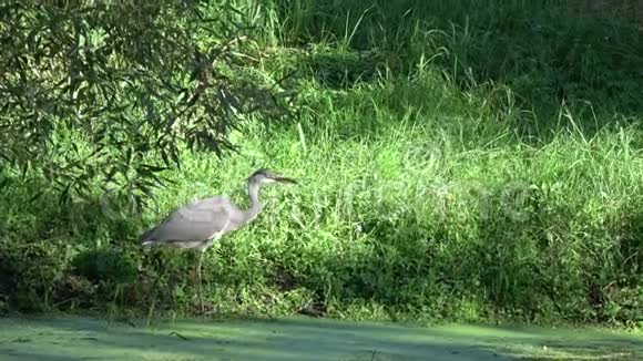 在夏塘海岸散步的鸟灰鹭阿黛视频的预览图