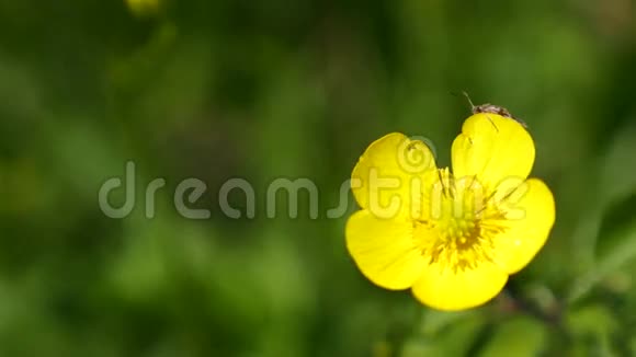 在明亮美丽的黄色花朵上靠近一只甲虫视频的预览图