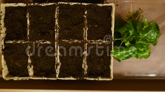 桌子背景上有根的绿苗和带土的泥炭盆视频的预览图