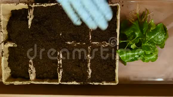 桌子背景上有根的绿苗和带土的泥炭盆视频的预览图