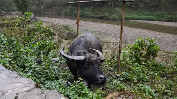 越南水牛吃树叶视频的预览图