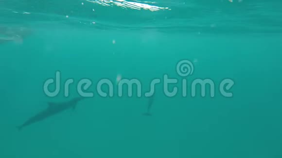 与海豚在深海游泳带声音的视频视频的预览图