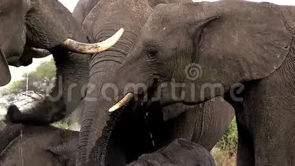 非洲象非洲象博茨瓦纳Chobe河附近的集体饮用水视频的预览图