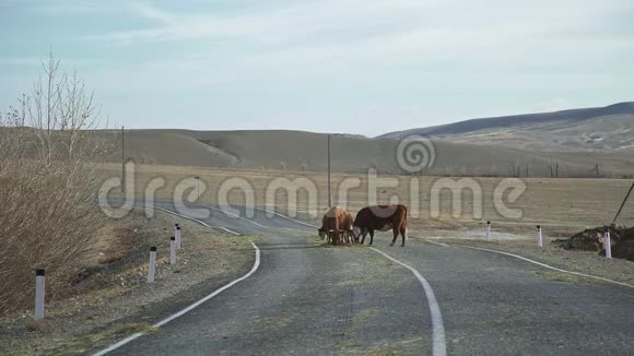 草原上的牛群放牧的牛群在路上停了下来视频的预览图