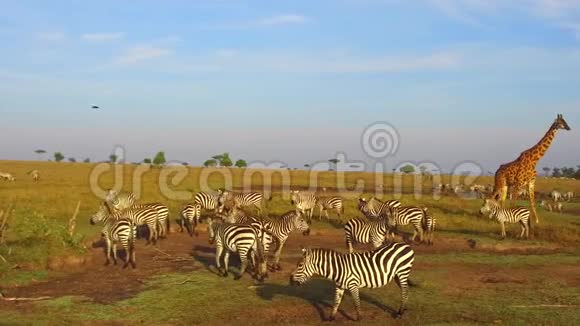 非洲热带草原上的斑马和长颈鹿在吃草视频的预览图