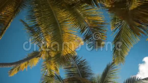 热带海岸的棕榈树视频的预览图