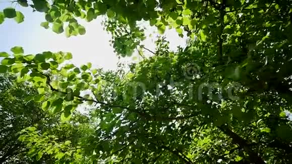 阳光明媚的夏季桦树顶视频的预览图