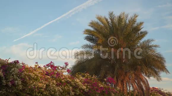 棕榈树和带云的天空背景上的开花灌木视频的预览图