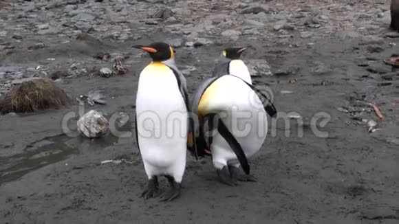南极洲福克兰群岛上的三只帝国企鹅视频的预览图