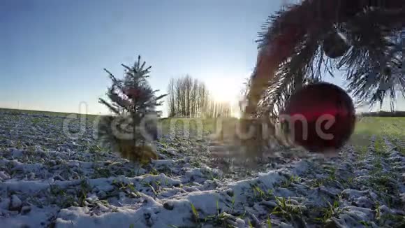 冬季和日落时装饰的圣诞树冷杉视频的预览图