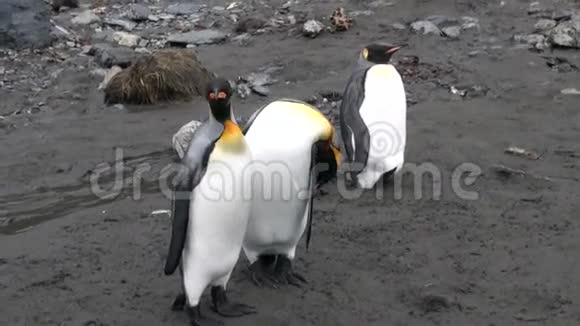 南极洲福克兰群岛上的三只帝国企鹅视频的预览图