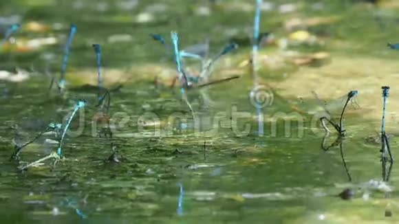 蜻蜓在湖边产卵视频的预览图