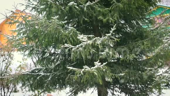 雪中绿杉视频的预览图