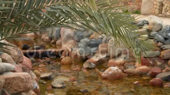 一条小溪背景上的棕榈树枝视频的预览图