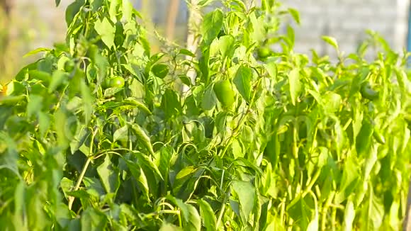 在阳光下靠近的茎上的辣椒农业园艺天然食品视频的预览图