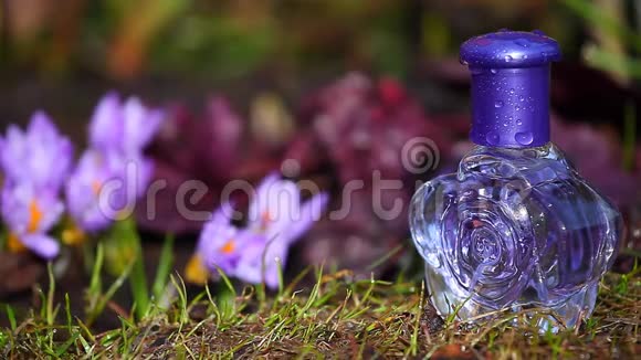 玻璃香水瓶春天番红花视频的预览图